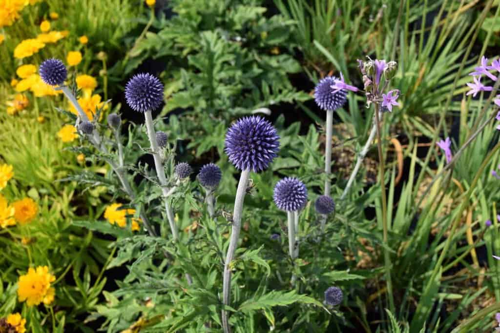 Echinops ritro 'Veitch's Blue' ---